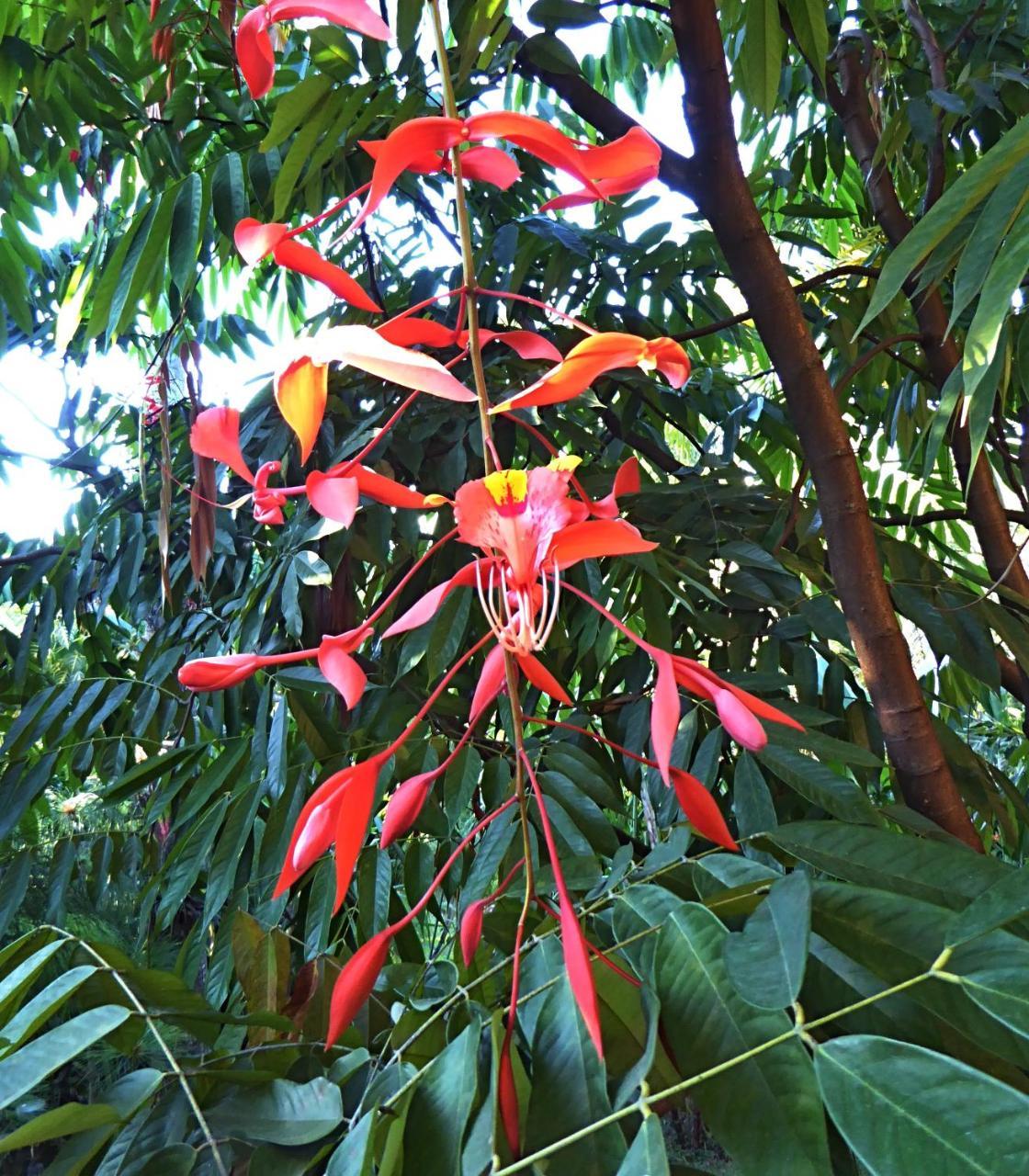 Pura Vida Hotel Alajuela Zewnętrze zdjęcie