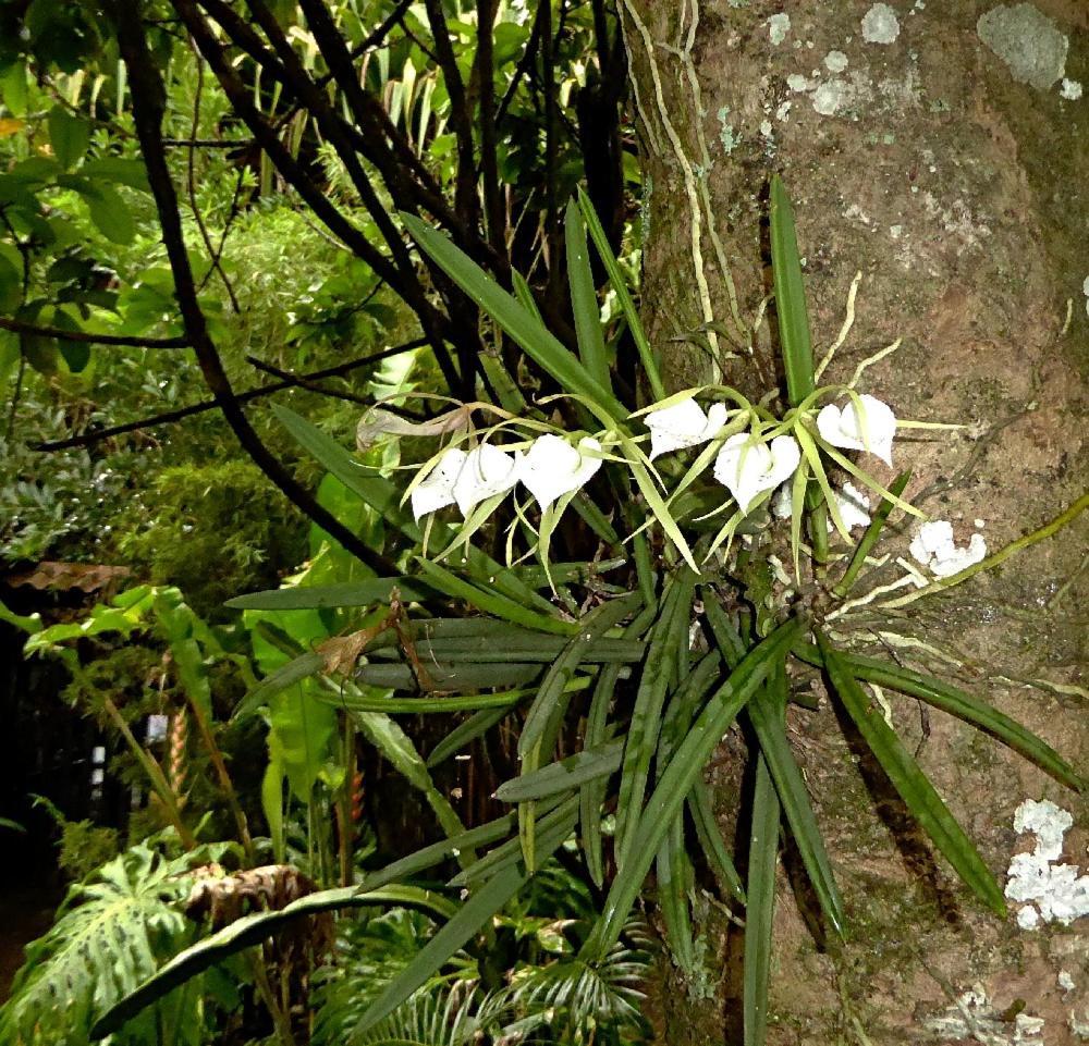 Pura Vida Hotel Alajuela Zewnętrze zdjęcie